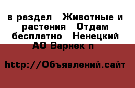  в раздел : Животные и растения » Отдам бесплатно . Ненецкий АО,Варнек п.